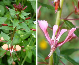 Lopezia racemosa