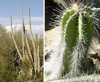 Lophocereus schottii