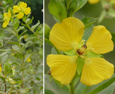 Ludwigia bonariensis