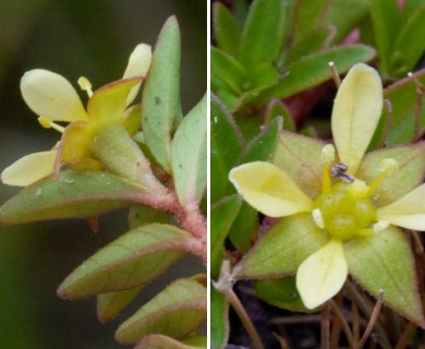 Ludwigia brevipes