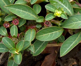 Ludwigia glandulosa