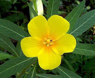 Ludwigia grandiflora