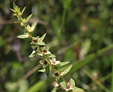 Ludwigia lanceolata