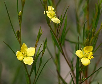 Ludwigia linearis