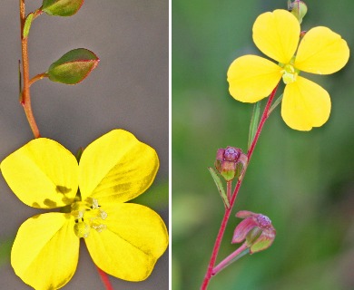 Ludwigia maritima