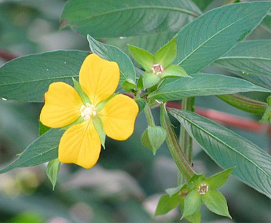 Ludwigia octovalvis