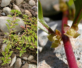 Ludwigia palustris