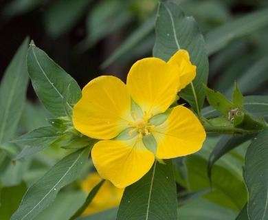 Ludwigia peruviana