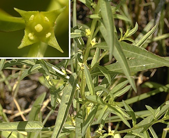 Ludwigia polycarpa