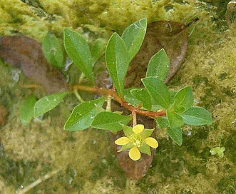 Ludwigia repens