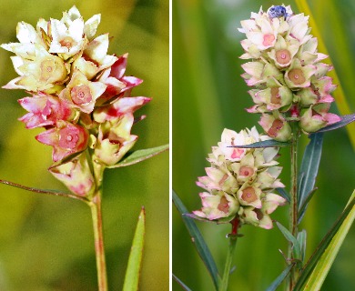 Ludwigia suffruticosa