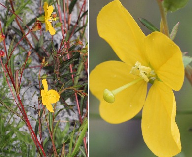 Ludwigia virgata