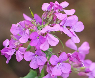 Lunaria annua