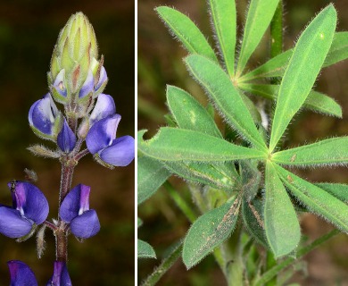 Lupinus affinis