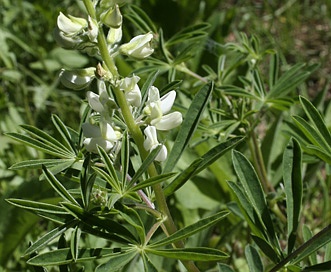 Lupinus albicaulis