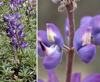 Lupinus albifrons