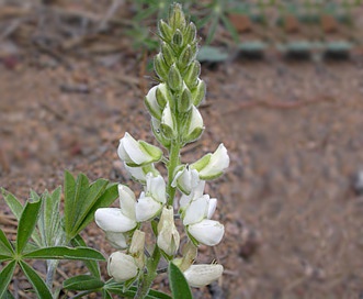 Lupinus andersonii