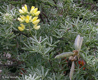 Lupinus arboreus