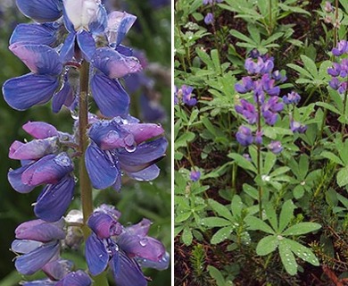 Lupinus arcticus