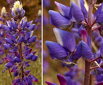 Lupinus benthamii