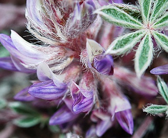 Lupinus caespitosus