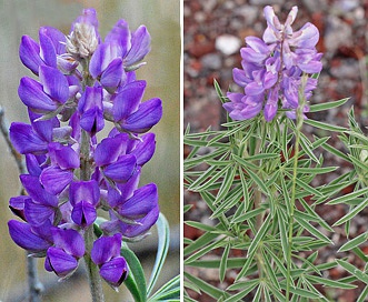 Lupinus caudatus