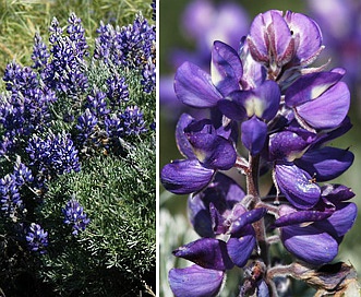 Lupinus chamissonis