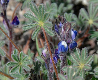 Lupinus concinnus