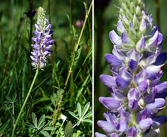 Lupinus confertus