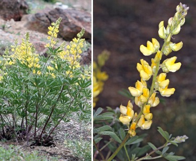 Lupinus croceus