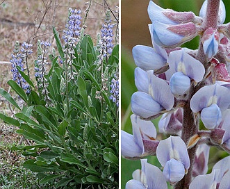 Lupinus diffusus