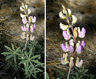 Lupinus elatus