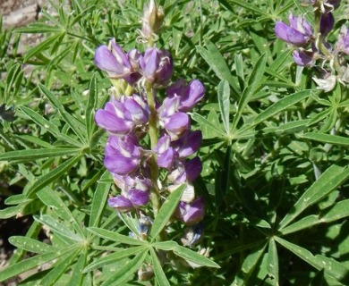 Lupinus fulcratus