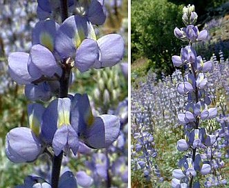 Lupinus grayi