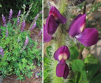 Lupinus hirsutissimus