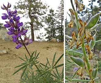 Lupinus hyacinthinus