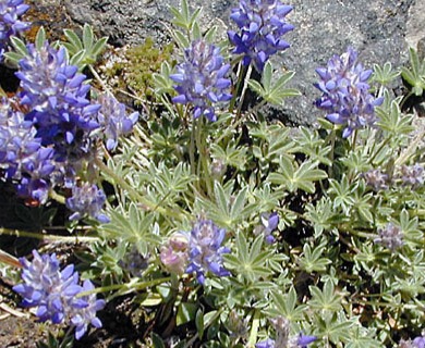 Lupinus lepidus