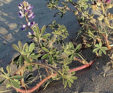 Lupinus littoralis