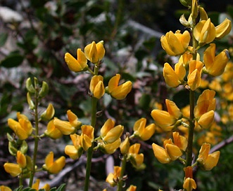 Lupinus luteolus