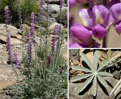 Lupinus magnificus