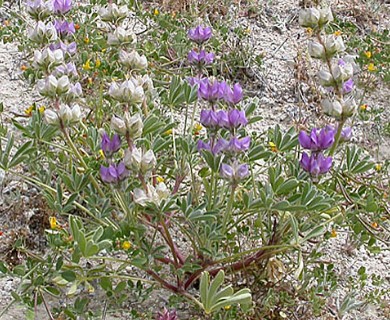 Lupinus microcarpus