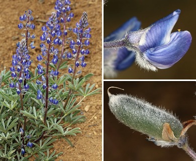 Lupinus nevadensis