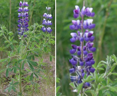 Lupinus nootkatensis