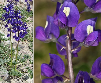 Lupinus odoratus