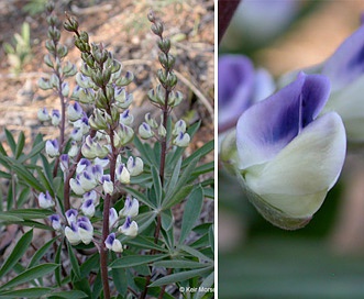 Lupinus onustus