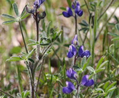 Lupinus pachylobus