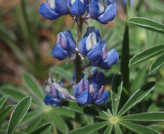 Lupinus palmeri