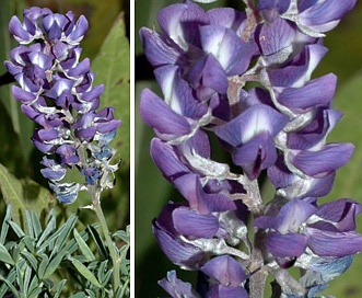 Lupinus parviflorus