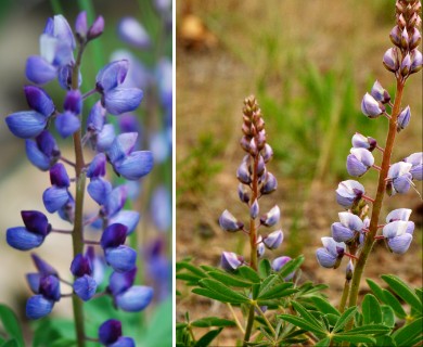 Lupinus perennis