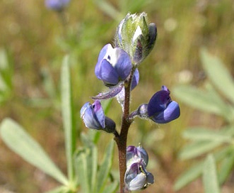 Lupinus polycarpus